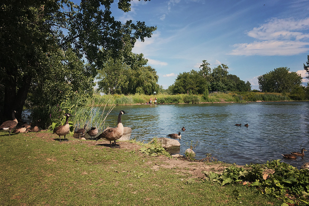 parc-des-rapides-oiseaux2.JPG